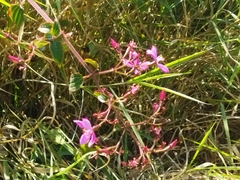 Arthrostemma ciliatum