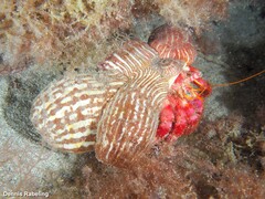 Calliactis parasitica