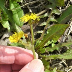 Crepis zacintha