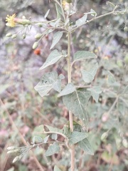 Brickellia coulteri