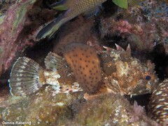 Holothuria sanctori