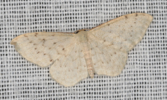 Idaea probleta