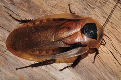 Blaberus