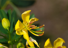Senna corymbosa