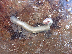 Enchiridium punctatum