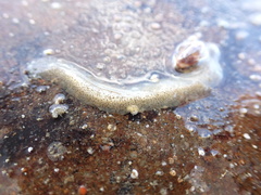 Enchiridium punctatum
