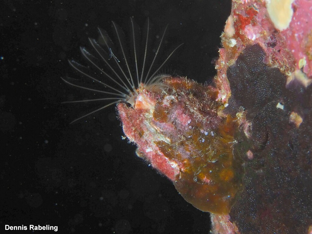 Azorean Barnacle from Las Palmas, Spain on February 23, 2023 at 09:26 ...