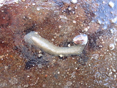 Enchiridium punctatum