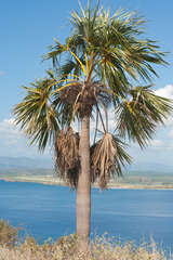 Coccothrinax fragrans