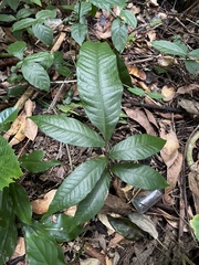 Mickelia nicotianifolia