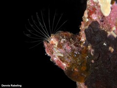 Megabalanus azoricus