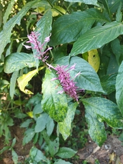 Odontonema callistachyum