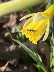 Norellia spinipes