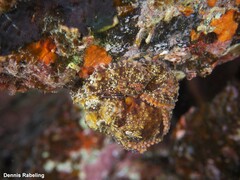 Octopus vulgaris