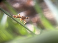 Norellia spinipes