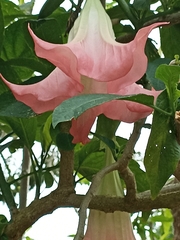 Brugmansia arborea