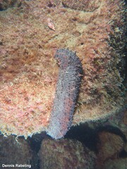 Holothuria mammata
