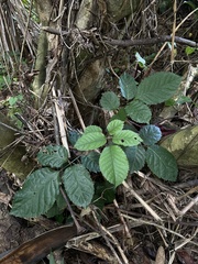 Polyscias guilfoylei