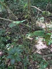 Xanthosoma sagittifolium