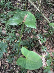Xanthosoma sagittifolium