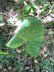 Xanthosoma sagittifolium