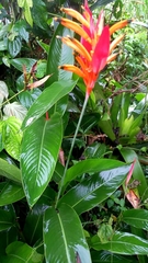 Heliconia psittacorum