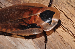 Blaberus