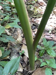 Xanthosoma sagittifolium