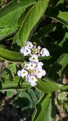 Lantana involucrata