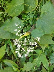 Peteravenia schultzii