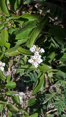 Lantana involucrata