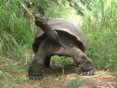 Chelonoidis niger