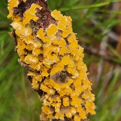 Cronartium quercuum