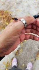 Compsocerus parviscopus