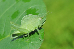 Xyleus discoideus