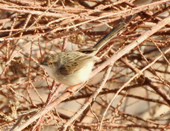 Prinia gracilis