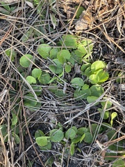 Centella erecta