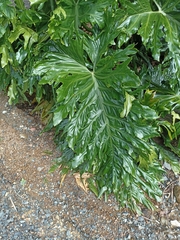 Thaumatophyllum bipinnatifidum