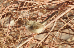 Prinia gracilis