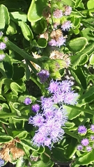 Ageratum maritimum