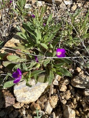 Calandrinia menziesii