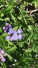Ageratum maritimum
