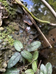Strobilanthes reptans