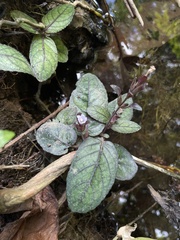 Strobilanthes reptans