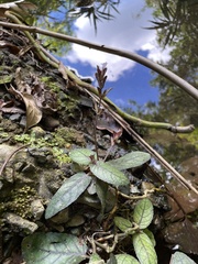 Strobilanthes reptans