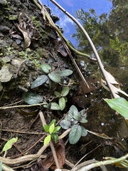 Strobilanthes reptans