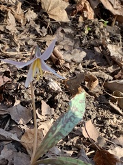 Erythronium albidum