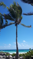 Cocoseae