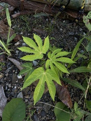 Passiflora serratodigitata