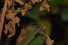 Microcleptes aranea